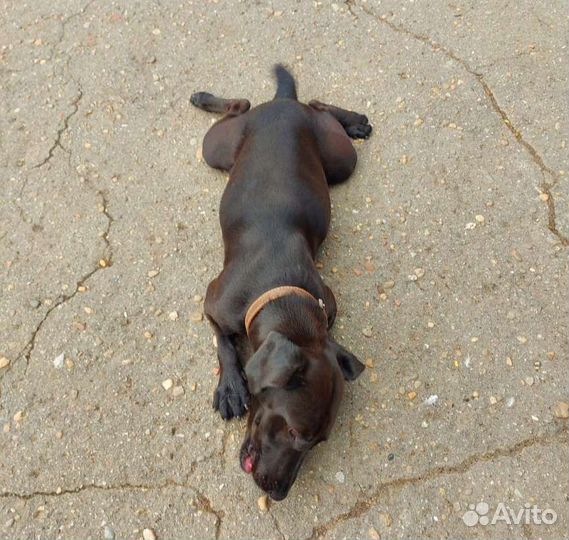 Маленькая собачка Шоколадка