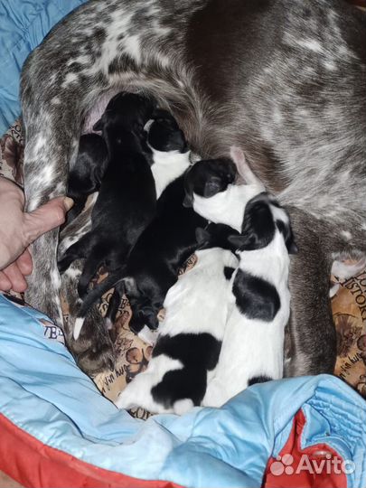 Щенки курцхара