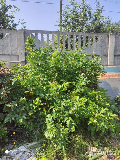 Магония падуболистная