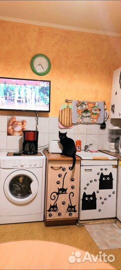 Передержка домашних кошек