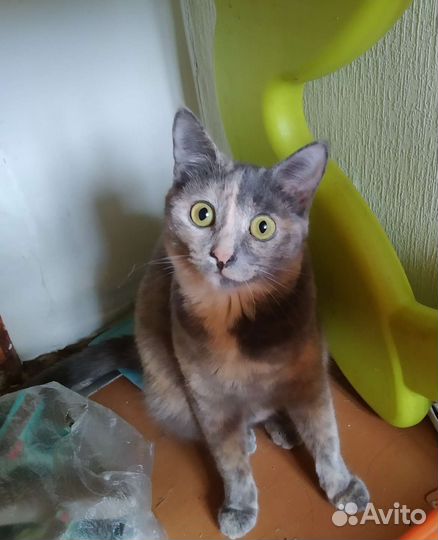 Этим животным нужен дом