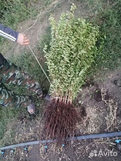 Груша дичка