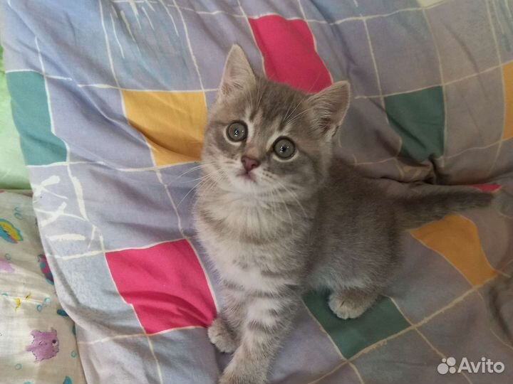 Кошка в дар