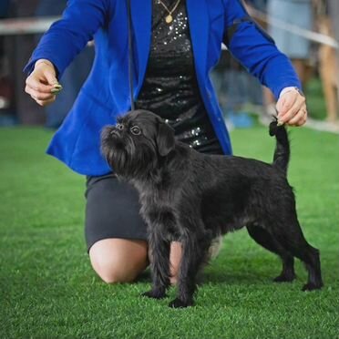 Бельгийский гриффон, взрослый пёс