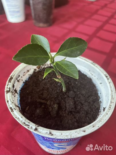 Бересклет японский