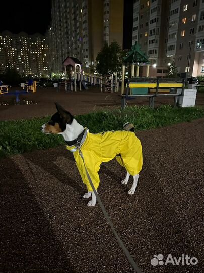Комбинезон демисезонный для собаки (кобель)