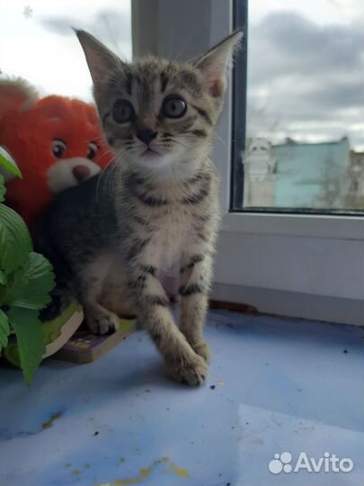 Кошки в добрые руки