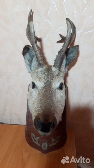 Чучело косули