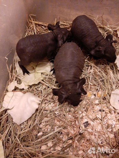 Морская свинка порода Скинни