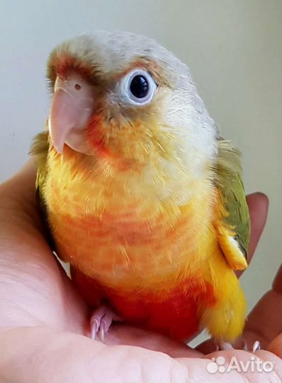 Пиррура птенцы