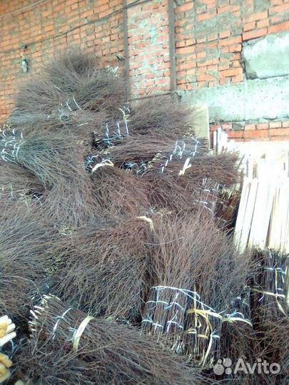 Метёлки берёзовые