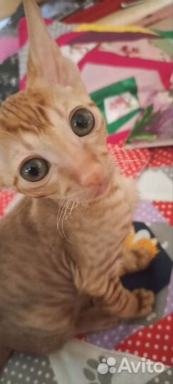 Котёнок мальчик