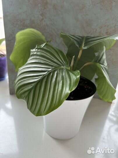 Калатея орбифолия