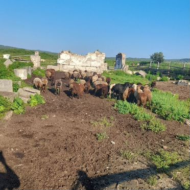 Продам баранов ярок баран на племя