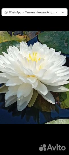 Лилия водная
