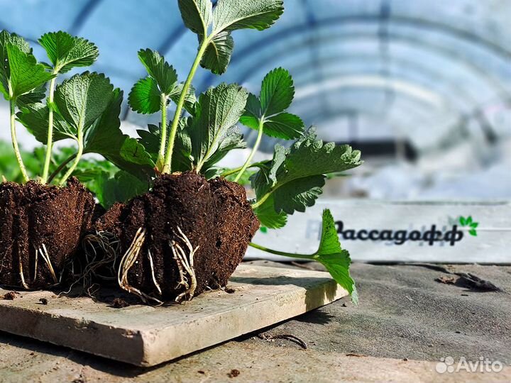 Рассада клубники. Фриго