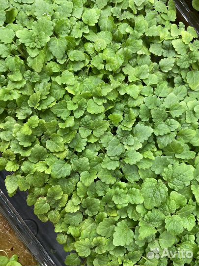 Микрозелень. Доставка