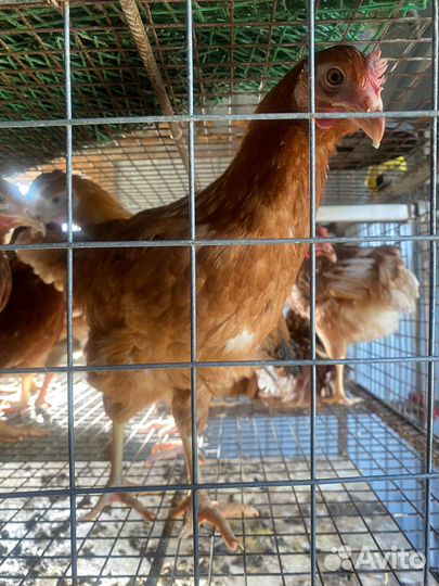 Куры несушки