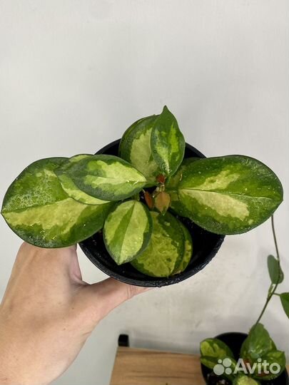 Хойя триколор Лиза