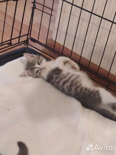 Домашние животные в добрые руки