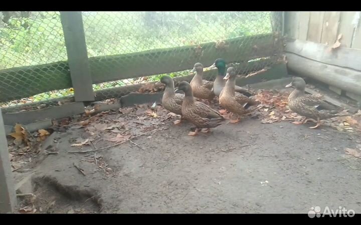 Подсадные утки Чубарые семеновскиетульские