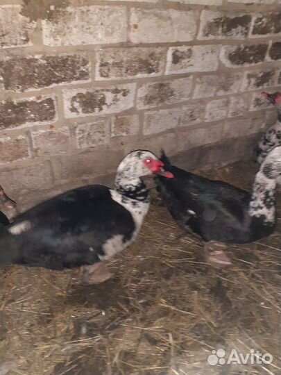 Индоутки,семья