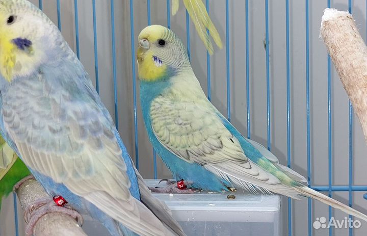 Волнистый попугай, ввп, получехи,радужные