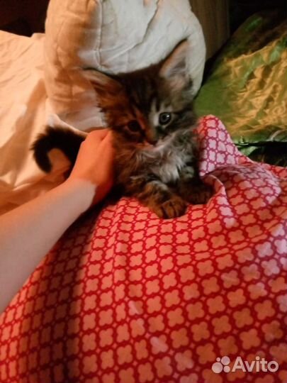 Котята мейн-кун помесь