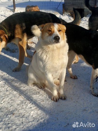 Собака Тунгус