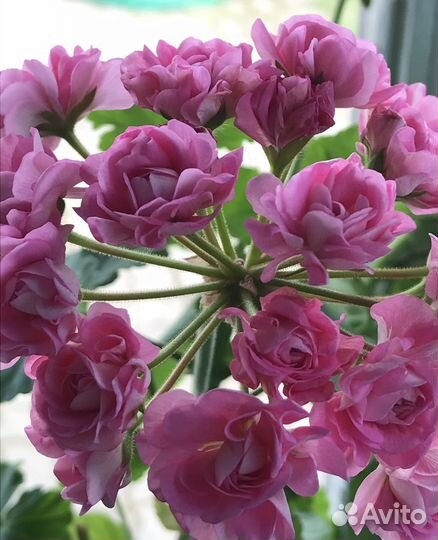 Сортовые комнатные растения в продаже