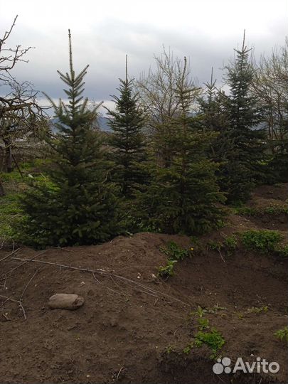 Живые елки