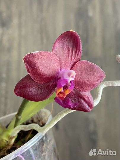 Фаленопсис