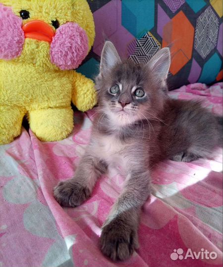 Котята мейн-кун
