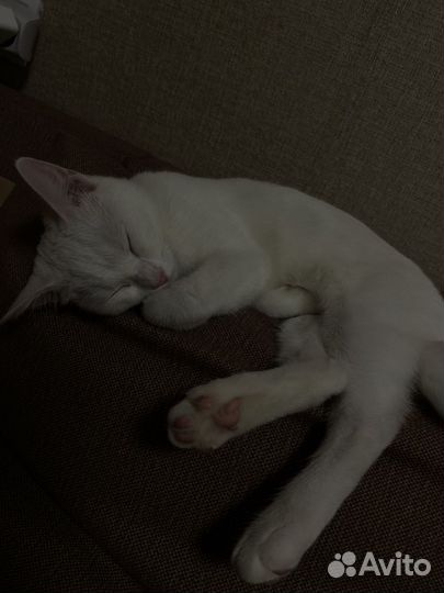 Кошечка в добрые руки