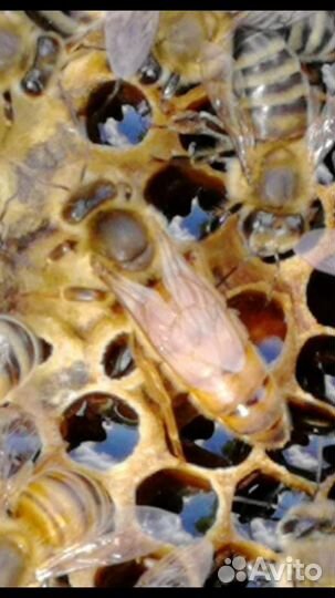 Пчеломатки Бакфаст