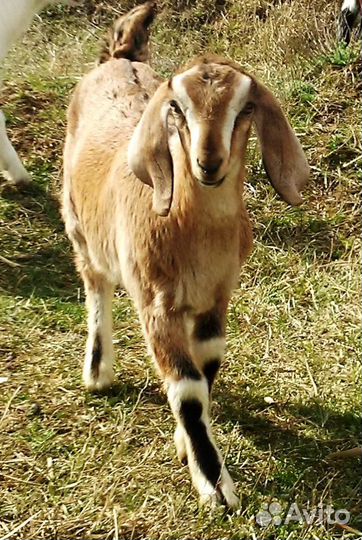 Англо-Нубийская коза и козлик