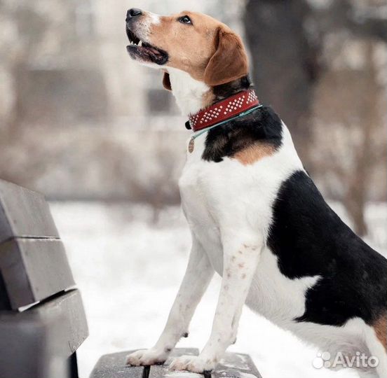 Собака в добрые руки бесплатно