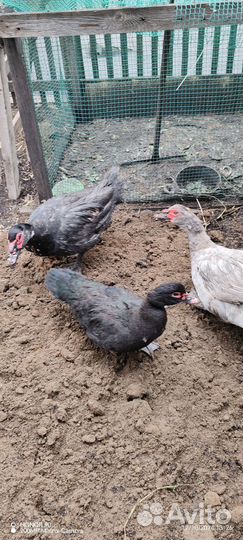 Семья индоуток