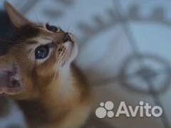 Абиссинские котята