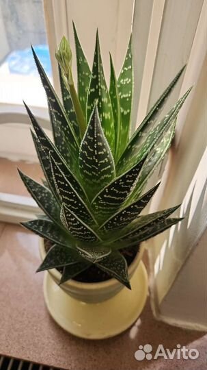 Администратор в хостел с проживанием