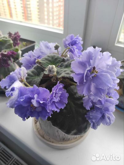 Фиалка Морской волк