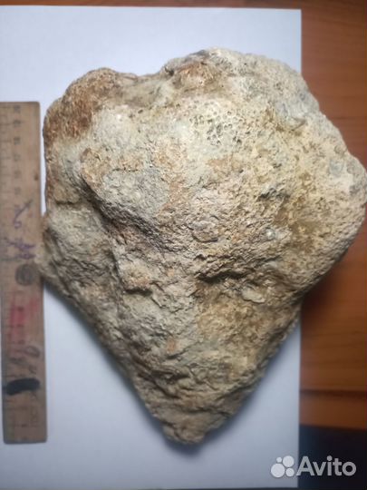 Окаменевший коралл