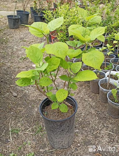 Гортензия Анабель