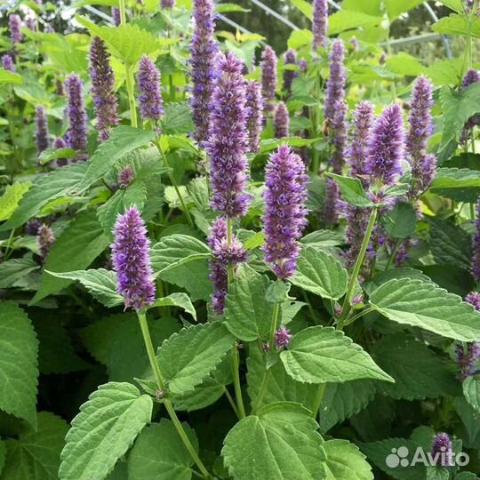 Лофант анисовый (Семена)