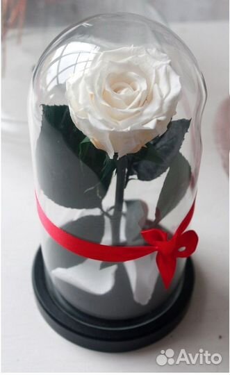 Вечная Роза в колбе. Много моделей. От завода