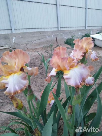 Ирисы сортовые