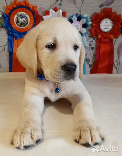 Щенки лабрадора. Все окрасы