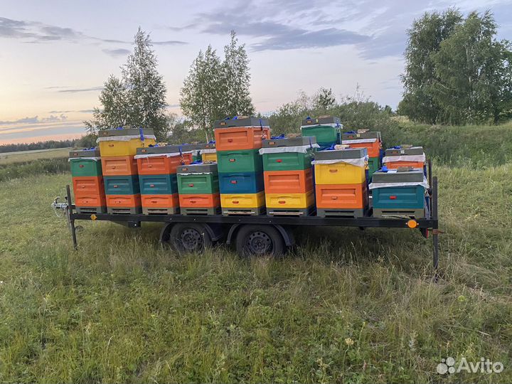 Пасека кочевая