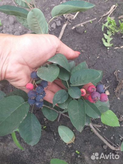 Ирга Канадская Smokey,Martin,Honeywood