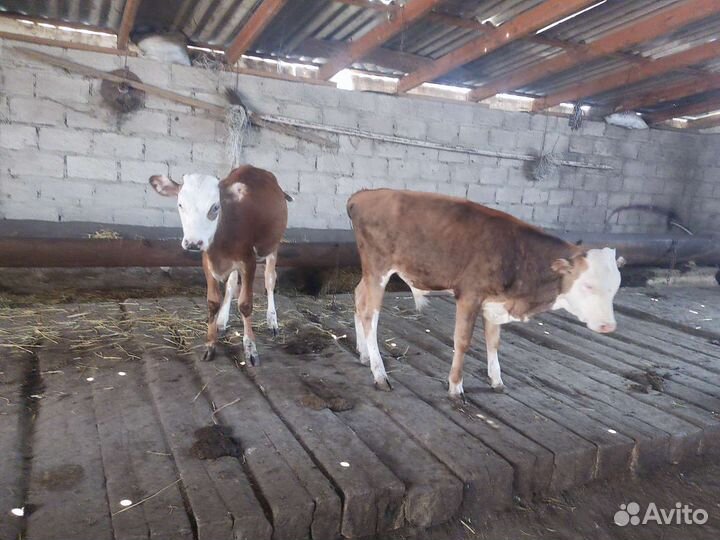 Бычок и телочка